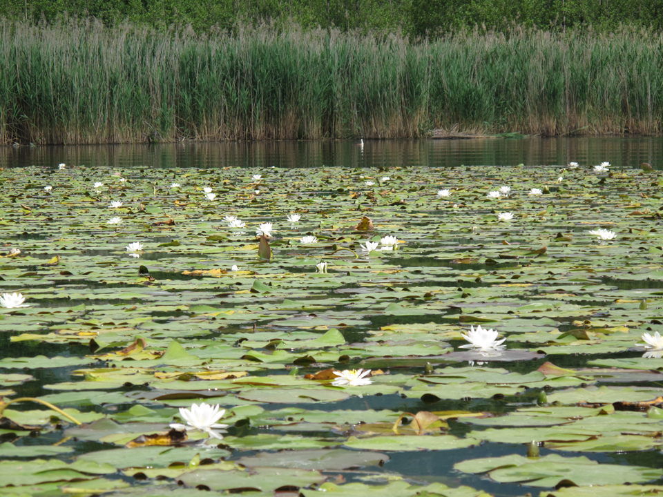 IN CANOA SUL LAGO